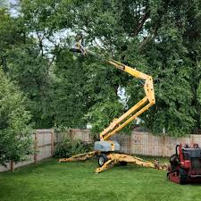 How Our Tree Care Process Works  in Orlovista, FL